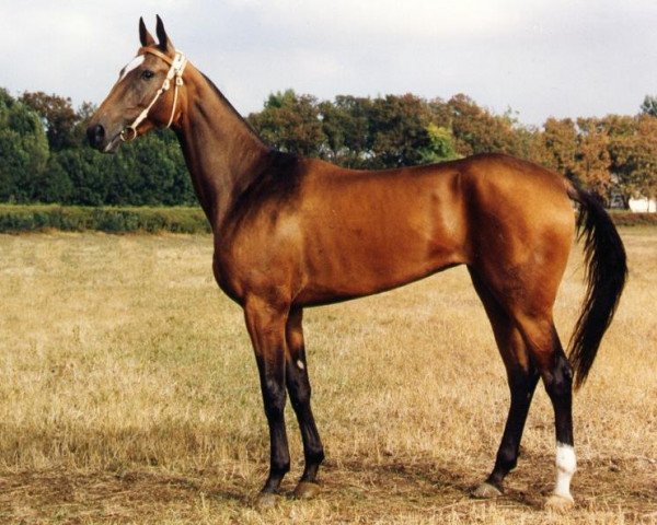 broodmare Melodia (Akhal-Teke, 1996, from Orlan)