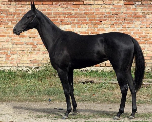 broodmare Melina (Akhal-Teke, 2006, from Paradoks)