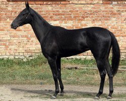 broodmare Melina (Akhal-Teke, 2006, from Paradoks)