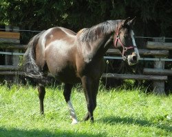 broodmare Ramanjola (Holsteiner, 2005, from Rheinsberg)