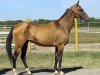 broodmare Melegozel (Akhal-Teke, 1995, from Gaisan 7)