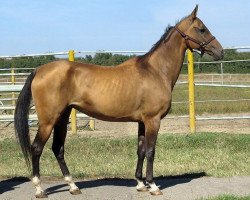 broodmare Melegozel (Akhal-Teke, 1995, from Gaisan 7)