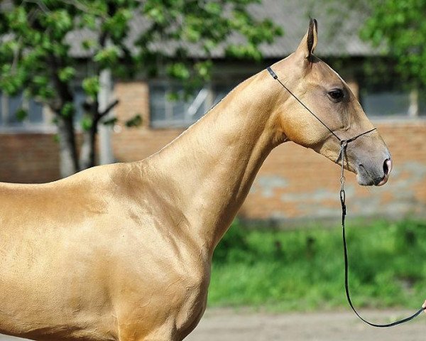 Pferd Meledje (Achal Tekkiner, 2009, von Gench)