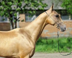 horse Meledje (Akhal-Teke, 2009, from Gench)