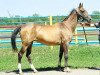 broodmare Margaritka (Akhal-Teke, 1994, from Gaigysyz)