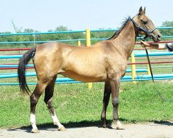 broodmare Margaritka (Akhal-Teke, 1994, from Gaigysyz)