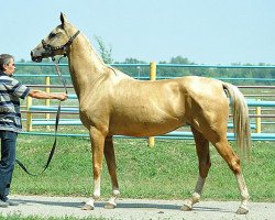 broodmare Makhtumkala (Akhal-Teke, 2007, from Karar)