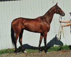 horse Magriba (Akhal-Teke, 2009, from Gench)