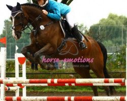 jumper Rubio Marron (Hanoverian, 2002, from Rotspon)