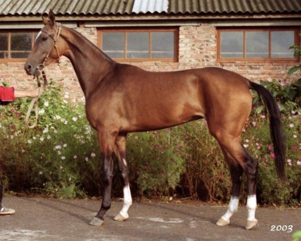 broodmare Magistral (Akhal-Teke, 2001, from Serasker)