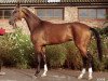 broodmare Magistral (Akhal-Teke, 2001, from Serasker)