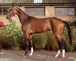 broodmare Magistral (Akhal-Teke, 2001, from Serasker)