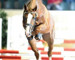 horse Quel Homme (Belgian Warmblood, 1993, from Quidam de Revel)