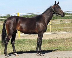 broodmare Khodjali (Akhal-Teke, 2001, from Orlan)