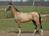 broodmare Hanna Shael (Akhal-Teke, 2005, from Gayaz)