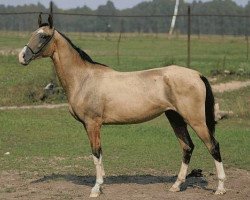 broodmare Hanna Shael (Akhal-Teke, 2005, from Gayaz)