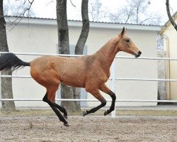 horse Khally (Akhal-Teke, 2010, from Piastr)