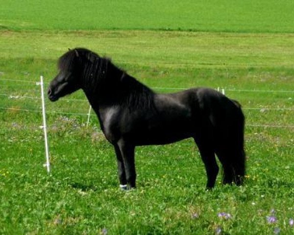 horse Sjor vom Lindichwald (Iceland Horse, 2005, from Týr vom Rappenhof)