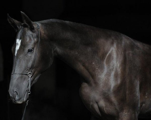 broodmare Kesketli (Akhal-Teke, 2008, from Murgab)