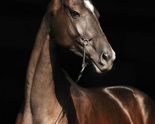 broodmare Karadja (Akhal-Teke, 2008, from Karar)