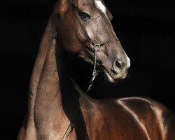 broodmare Karadja (Akhal-Teke, 2008, from Karar)