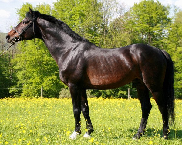 stallion Roxett (Holsteiner, 1988, from Ramiro Z)