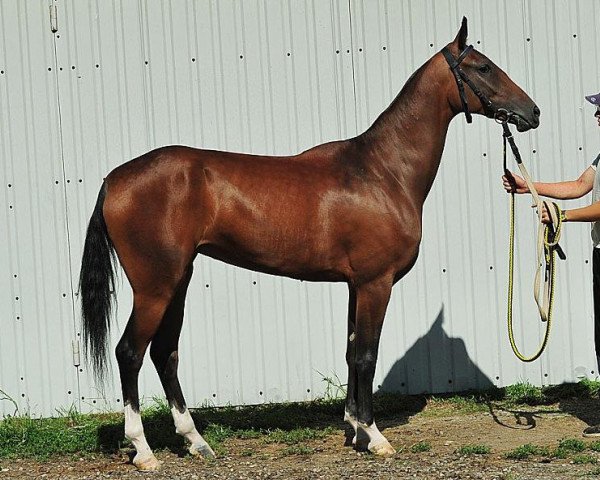 horse Gulshirin (Akhal-Teke, 2010, from Murgab)