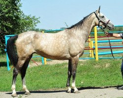 broodmare Gitana (Akhal-Teke, 2006, from Pirakhmed)