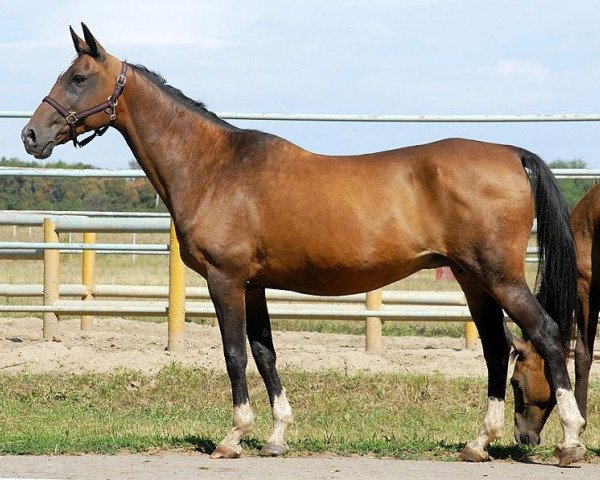 broodmare Geisha 12 (Akhal-Teke, 1992, from Galmaz)