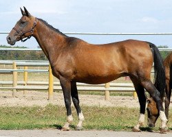 broodmare Geisha 12 (Akhal-Teke, 1992, from Galmaz)