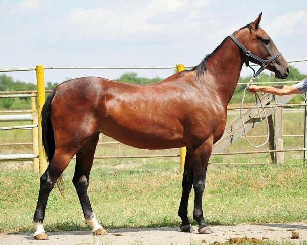 broodmare Garami (Akhal-Teke, 2005, from Murgab)