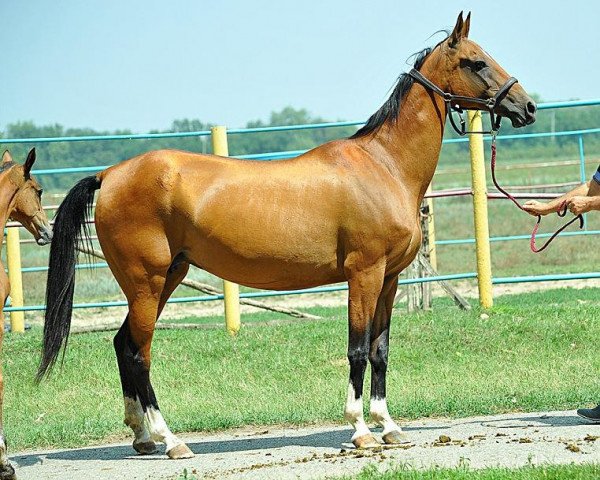 broodmare Garaly (Akhal-Teke, 1999, from Orlan)