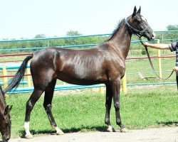 broodmare Garaai (Akhal-Teke, 2007, from Yazaidym)