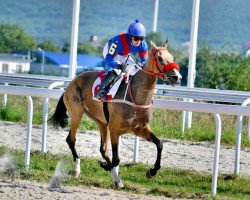 horse Gania (Akhal-Teke, 2009, from Paikend)