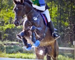 jumper Leoni B (German Sport Horse, 2004, from Lycos)