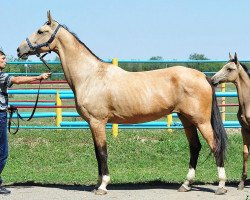 broodmare Gamma (Akhal-Teke, 1999, from Gont)