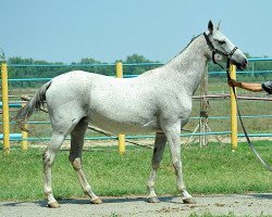 broodmare Djemangul (Akhal-Teke, 1998, from Polot)