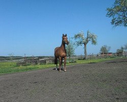 broodmare Chanel (Brandenburg, 1996, from Cartier)