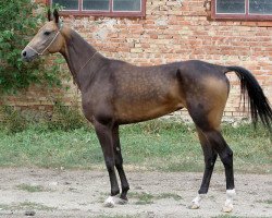 horse Astarta (Akhal-Teke, 2006, from Pirakhmed)