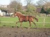 dressage horse Valendero (Westphalian, 2013, from Vitalis)