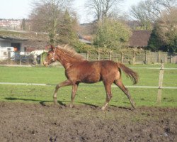 Dressurpferd Valendero (Westfale, 2013, von Vitalis)