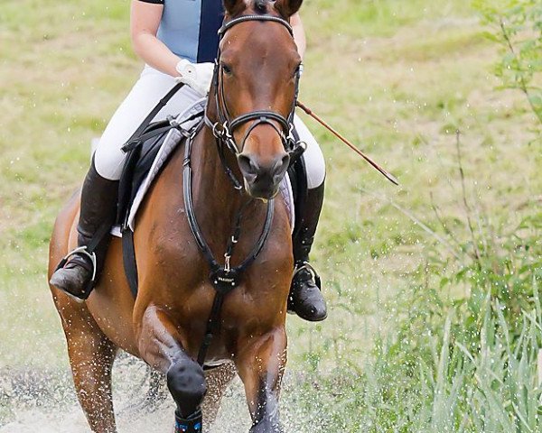 Springpferd Sallys Hazel F (Trakehner, 2008, von Grafenstolz)