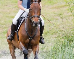 jumper Sallys Hazel F (Trakehner, 2008, from Grafenstolz)