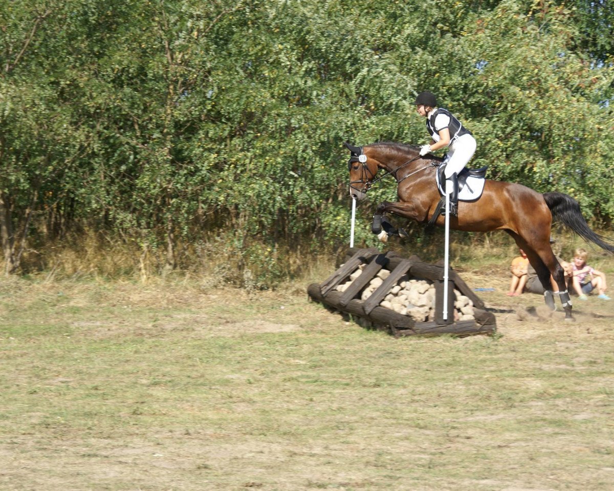 Dressurpferd Elony (Oldenburger Springpferd, 2006, von El Bundy)