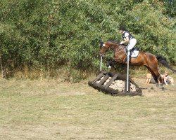 dressage horse Elony (Oldenburg show jumper, 2006, from El Bundy)