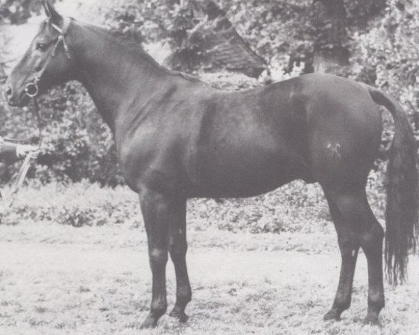 stallion Traumulus (Hanoverian, 1970, from Traumgeist xx)