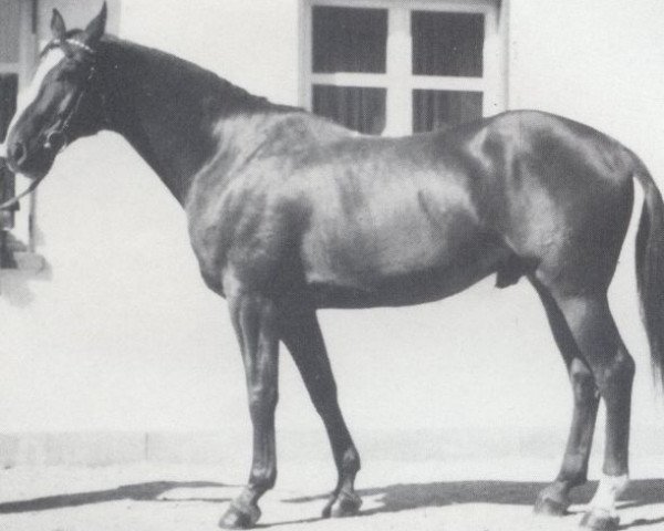 stallion Windsor (Hanoverian, 1973, from Winnetou)