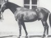 stallion Windsor (Hanoverian, 1973, from Winnetou)