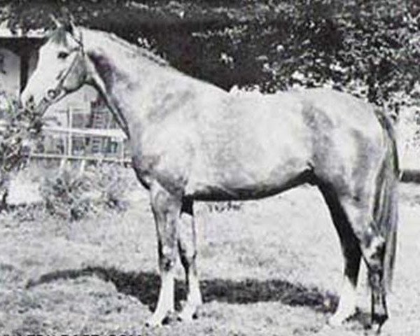 stallion Eisvogel (Trakehner, 1967, from Pelikan)