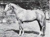 stallion Eisvogel (Trakehner, 1967, from Pelikan)